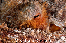 "What you want? I'm not an Octopus" by Vittorio Durante 